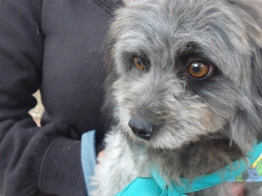 f:id:animal_protections:20121120231702j:image