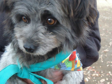 f:id:animal_protections:20121120231703j:image