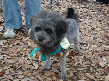 f:id:animal_protections:20121120231704j:image