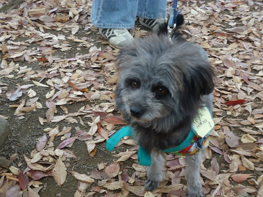 f:id:animal_protections:20121120231705j:image