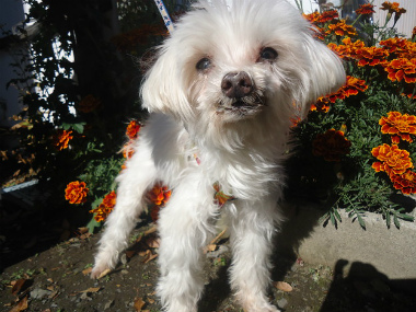 f:id:animal_protections:20121120231708j:image