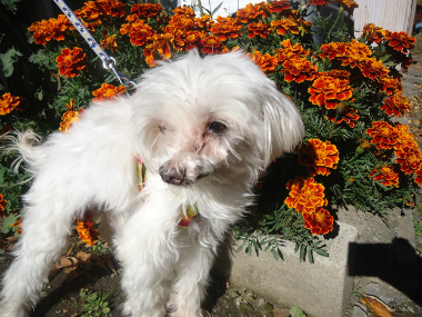 f:id:animal_protections:20121120231709j:image