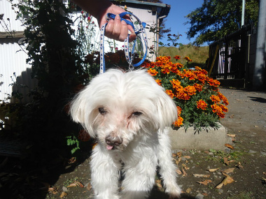 f:id:animal_protections:20121120231710j:image