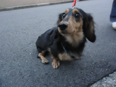 f:id:animal_protections:20121120231711j:image