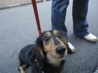 f:id:animal_protections:20121120231712j:image