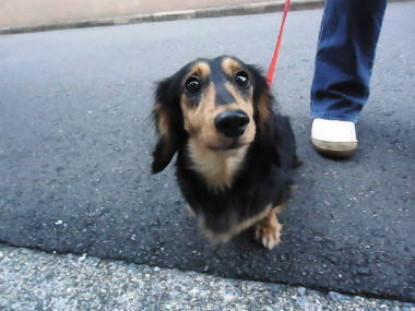 f:id:animal_protections:20121120231713j:image