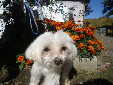 f:id:animal_protections:20121120231719j:image