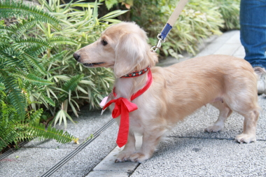 f:id:animal_protections:20121121215812j:image