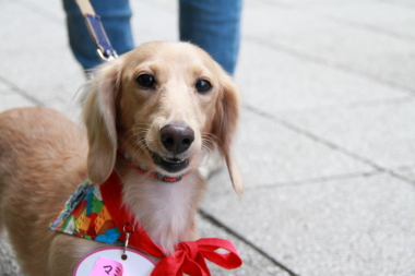 f:id:animal_protections:20121121215813j:image