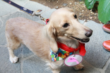 f:id:animal_protections:20121121215814j:image