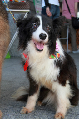 f:id:animal_protections:20121123134340j:image