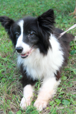 f:id:animal_protections:20121123134342j:image