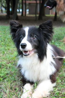 f:id:animal_protections:20121123134343j:image
