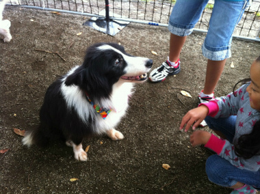 f:id:animal_protections:20121123134344j:image