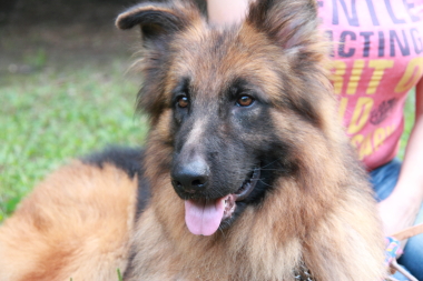 f:id:animal_protections:20121123140544j:image f:id:animal_protections:20121123140544j:image