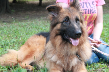 f:id:animal_protections:20121123140545j:image f:id:animal_protections:20121123140545j:image