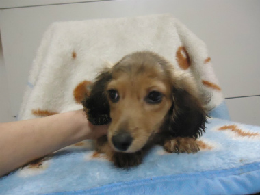f:id:animal_protections:20121208221255j:image f:id:animal_protections:20121208221255j:image