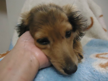 f:id:animal_protections:20121208221256j:image f:id:animal_protections:20121208221256j:image