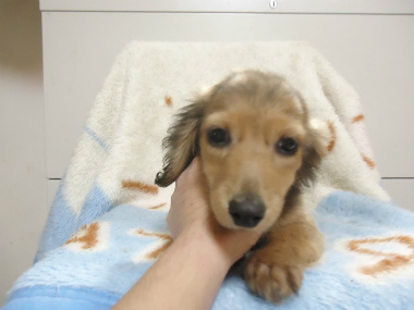 f:id:animal_protections:20121208221257j:image f:id:animal_protections:20121208221257j:image