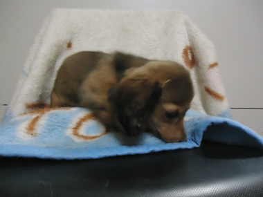 f:id:animal_protections:20121208221258j:image f:id:animal_protections:20121208221258j:image