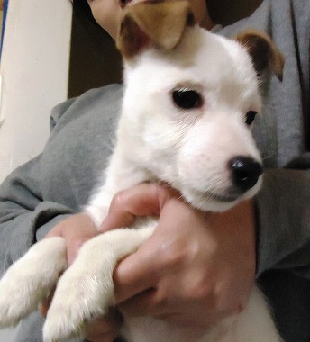 f:id:animal_protections:20121215213506j:image f:id:animal_protections:20121215213506j:image