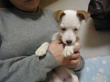 f:id:animal_protections:20121215213507j:image f:id:animal_protections:20121215213507j:image