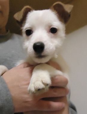 f:id:animal_protections:20121215213508j:image f:id:animal_protections:20121215213508j:image
