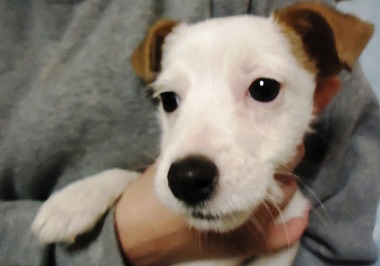 f:id:animal_protections:20121215213509j:image f:id:animal_protections:20121215213509j:image