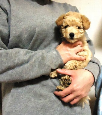 f:id:animal_protections:20121215213510j:image