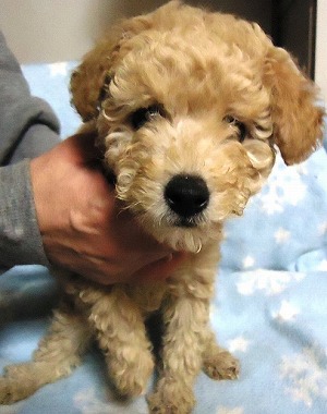f:id:animal_protections:20121215213511j:image