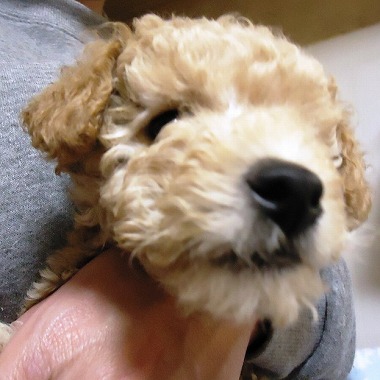 f:id:animal_protections:20121215213513j:image