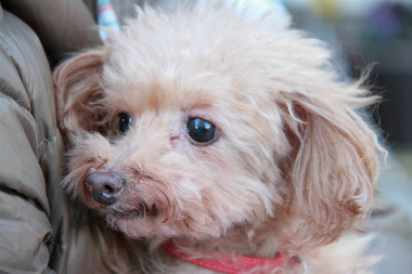 f:id:animal_protections:20121222211735j:image f:id:animal_protections:20121222211735j:image