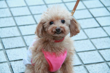 f:id:animal_protections:20121222211736j:image f:id:animal_protections:20121222211736j:image