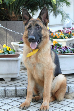 f:id:animal_protections:20121222211737j:image