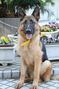 f:id:animal_protections:20121222211738j:image