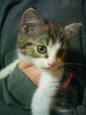 f:id:animal_protections:20121227223637j:image f:id:animal_protections:20121227223637j:image