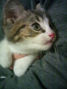 f:id:animal_protections:20121227223638j:image f:id:animal_protections:20121227223638j:image
