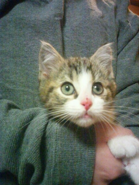 f:id:animal_protections:20121227223639j:image f:id:animal_protections:20121227223639j:image