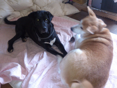 f:id:animal_protections:20130114163941j:image