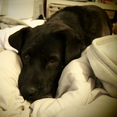 f:id:animal_protections:20130114163942j:image