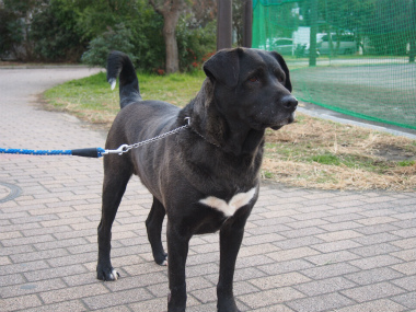 f:id:animal_protections:20130114163943j:image
