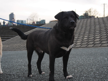 f:id:animal_protections:20130114163946j:image