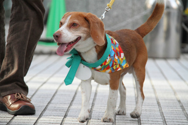 f:id:animal_protections:20130114174050j:image f:id:animal_protections:20130114174050j:image