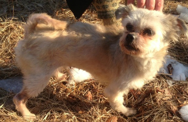 f:id:animal_protections:20130120200202j:image