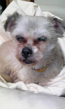 f:id:animal_protections:20130120200204j:image