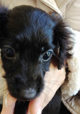 f:id:animal_protections:20130126141642j:image f:id:animal_protections:20130126141642j:image