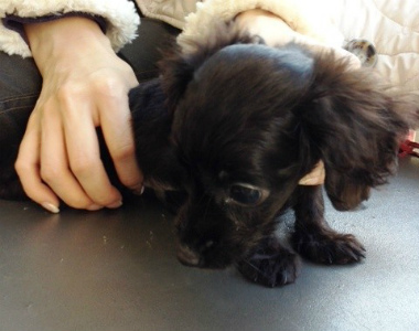 f:id:animal_protections:20130126141644j:image f:id:animal_protections:20130126141644j:image