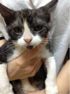 f:id:animal_protections:20130129170113j:image