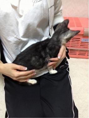 f:id:animal_protections:20130129170114j:image