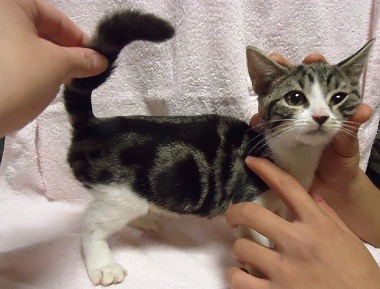 f:id:animal_protections:20130129171032j:image f:id:animal_protections:20130129171032j:image